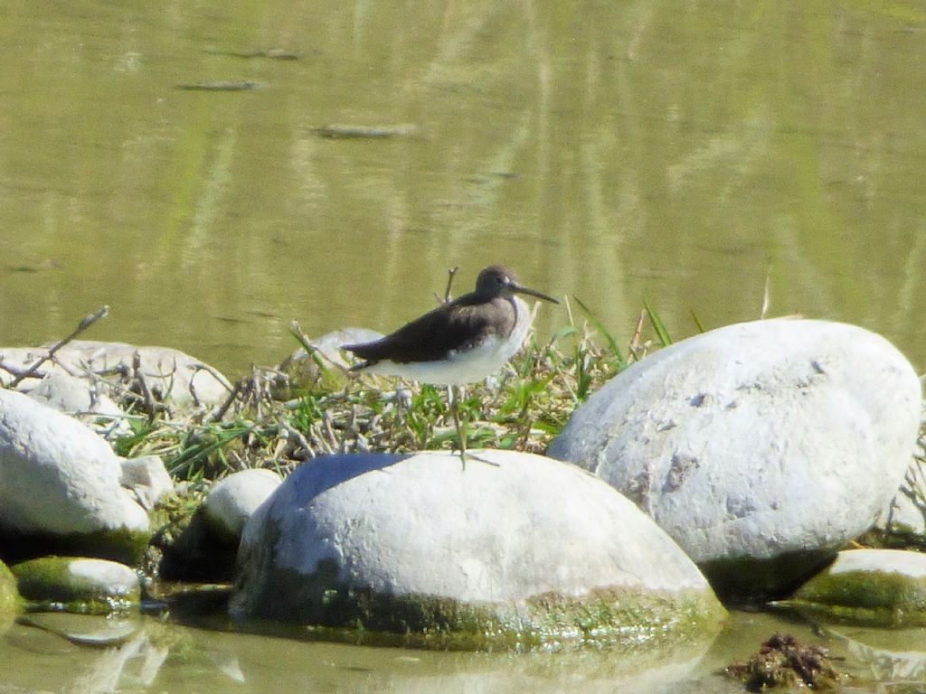 Piro piro culbianco (Tringa ochropus)